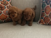 2 ERKEK 3 DİŞİ POODLE