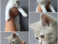 British Shorthair Bebekler