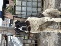 Ala 8 aylık erkek dev rus köpeğimiz