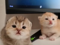 SEÇERELİ BABANIN TOMBİK BEBEK KEDİLERİ