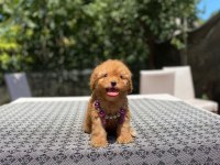Poodle en mikrosu en özeli benim olsun isteyenlere