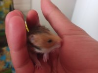 Yavru Suriye Hamster