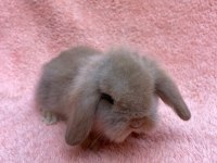 Hollanda teddy lop tavşanı