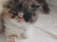 CFA KAYITLI ANNE VE BABA YAVRU İRAN KEDİSİ