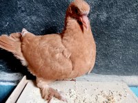 Atım kuşu sahiplendirilecek