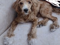 Sekiz aylık erkek maltipoo
