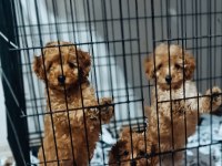 Anne 3.500 kg baba 4.700 Gr toy poodle yavrularım