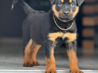 Efsanevi rottweiler yavrular dişi ve erkek