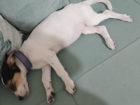 Görüşülür jack russell