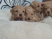 Maltipoo terrier köpeği
