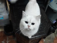 Şecereli genç damızlık british shorthair dişiler