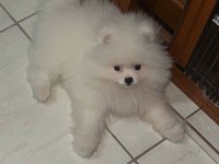 Pomeranian boo ayı surat bebek erkek