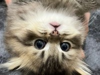75 günlük british longhair