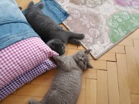 British shorthair yavrularıma kalıcı yuva arıyorum