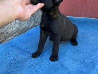 Safkan malinois yavruları