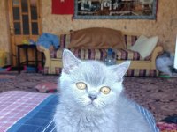 British shorthair yavru kedim