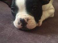 French Bolldog yavruları