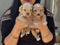 Safkan Ufacık Maltipoo Yavrularım