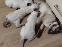 2 AYLIK 3 TANE SAFKAN DİŞİ SİYAM KEDİSİ