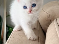 British Shorthair Irk Garantili
