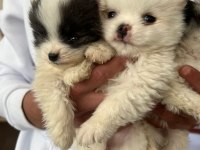 Pomeranian dişi ve erkek yavru