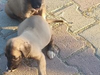 Sivastan özel getirttim kangal köpeklerin yavruları
