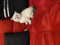 45 Günlük Bebek Kedilerim