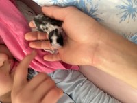 Birbirinden farklı sevimli mi sevimli tavşanlar