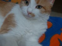 Sarı beyaz tekir kedi dişi