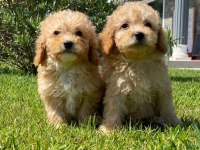 İpeksi Tüylü Neşe Küpü Maltipoo Yavruları