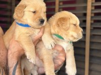 Piyasadan değil ev ortamından golden retriever yavrular