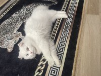 5 aylık erkek scottish fold