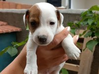 Yavru jack russell