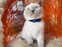 British Shorthair Blue Point Yavru 2 Aylık