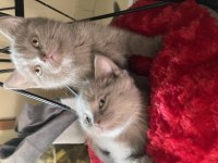 British longhair 2 aylık sahiplendirme