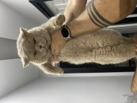 safkan british shorthair lilac bi color