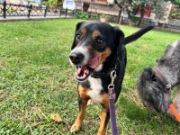 7 yaşında köpekler