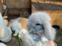 Hollanda lop tavşanı yavruları