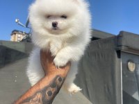 Safkan Pomerian Boo