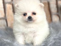 ayıcık suratlı pomeranian boo köpeği