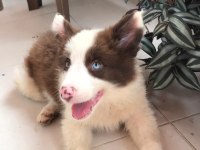 4 tane çok iyi kahve beyaz dişi 60 günlük border collie
