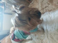 Yorkshire terrier bebekler