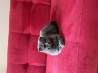 Ücretsiz yeni aile scottish fold