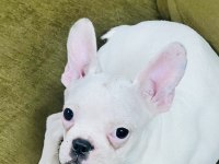 Kar Beyaz French Bulldog
