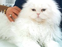Beyaz melekler scottish fold longhair 4 yavru mevcut
