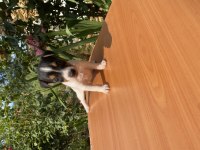 Afacan jack russell köpekler