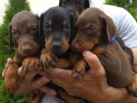 Muhteşem Doberman bebekler güvenli kapıya teslim