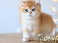 Manken gibi Golden British Shorthair