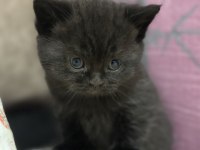 British shorthair