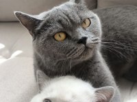 Dişi yetişkin british shorthair